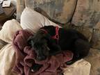 Adopt Scooby a Black Great Dane / Mixed dog in Brimley, MI (41567028)