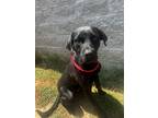 Adopt Joe a Black Labrador Retriever / Mixed Breed (Medium) / Mixed (short coat)