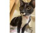 Adopt Ale (Cat Cafe) a All Black Domestic Shorthair / Mixed Breed (Medium) /