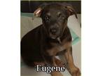 Adopt Eugene a Tricolor (Tan/Brown & Black & White) Labrador Retriever / Pit