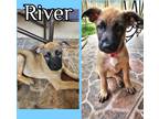 Adopt River a Tan/Yellow/Fawn - with Black German Shepherd Dog / Belgian
