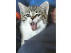 Adopt Zing 4416 a Domestic Shorthair / Mixed cat in Vista, CA (41566875)