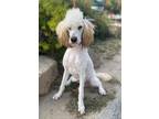Adopt Coco a Goldendoodle / Mixed dog in Monterey, CA (41565922)