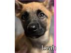 Adopt Leah a Tan/Yellow/Fawn - with Black German Shepherd Dog / Belgian Malinois