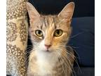 Adopt Taylor a Calico or Dilute Calico Domestic Shorthair / Mixed (short coat)