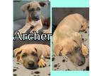 Adopt Archer a Tan/Yellow/Fawn - with Black German Shepherd Dog / Belgian