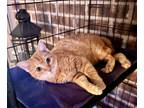 Adopt Kitty Cat a Orange or Red Domestic Shorthair / Mixed (short coat) cat in