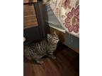 Adopt Maddie a Brown Tabby Domestic Shorthair / Mixed (short coat) cat in