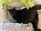Adopt Salem a All Black Domestic Shorthair / Mixed (short coat) cat in Spring