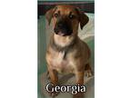 Adopt Georgia a Tricolor (Tan/Brown & Black & White) Black Mouth Cur / Labrador