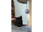 Adopt Ebony a All Black Domestic Shorthair (short coat) cat in Ypsilanti