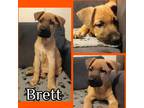 Adopt Brett a Tan/Yellow/Fawn - with Black German Shepherd Dog / Belgian
