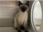 Adopt WILLOW a Domestic Mediumhair / Mixed (medium coat) cat in Tustin