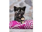 Adopt Satine a Tortoiseshell Domestic Shorthair / Mixed (short coat) cat in