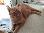 Adopt Little Moe a Orange or Red Domestic Shorthair / Mixed (short coat) cat in