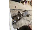 Adopt Nova a Gray/Blue/Silver/Salt & Pepper American Staffordshire Terrier /