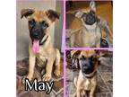 Adopt May a Tan/Yellow/Fawn - with Black German Shepherd Dog / Belgian Malinois