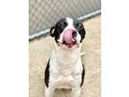 Adopt Vinyl a Black - with White Pit Bull Terrier / Mixed dog in Chicago