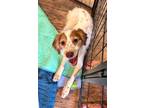 Adopt Cheri a White - with Red, Golden, Orange or Chestnut Brittany / Mixed dog