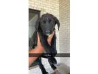 Adopt Boy 2 a Black Labrador Retriever / Australian Cattle Dog / Mixed dog in