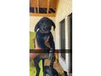 Adopt Girl 1 a Black Labrador Retriever / Australian Cattle Dog / Mixed dog in