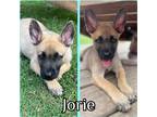 Adopt Jorie a Tan/Yellow/Fawn - with Black German Shepherd Dog / Belgian