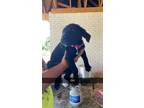 Adopt Girl 2 a Black Labrador Retriever / Australian Cattle Dog / Mixed dog in