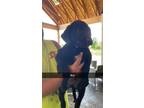 Adopt Boy 3 a Black Labrador Retriever / Australian Cattle Dog / Mixed dog in