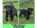 Adopt vader a Black - with White Labrador Retriever / Mixed dog in Saddle Brook
