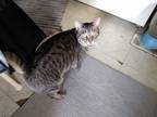 Adopt Ruby a Gray, Blue or Silver Tabby Domestic Shorthair / Mixed (short coat)