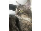 Adopt Tormund Giantsbane a Gray or Blue Tabby / Mixed (medium coat) cat in