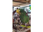 Adopt Mello 25 YO DYHA PrefersLadies a Green Amazon bird in Vancouver