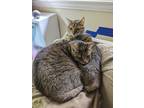 Adopt Chibi & Boomer a Brown Tabby Pixiebob / Mixed (short coat) cat in