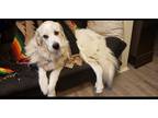 Adopt Zeus a White - with Brown or Chocolate Great Pyrenees / Mixed dog in San