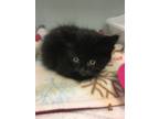 Adopt Troye Sivan a Domestic Shorthair / Mixed (short coat) cat in Ridgely