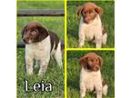 Adopt Leia a Brown/Chocolate - with White Labrador Retriever / Pointer / Mixed