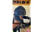 Adopt Boy 1 a Black Labrador Retriever / Australian Cattle Dog / Mixed dog in