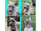 Adopt Eva a Tan/Yellow/Fawn - with Black German Shepherd Dog / Belgian Malinois