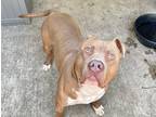 Adopt Redken a Brown/Chocolate - with White Pit Bull Terrier / Mixed dog in