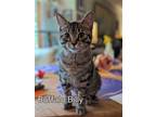 Adopt Buffalo Billy - Special needs- Tripod a Brown Tabby Domestic Shorthair /
