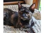 Adopt Baltimore Raven a Tortoiseshell Domestic Shorthair / Mixed cat in
