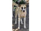 Adopt Harvey Dent a Tan/Yellow/Fawn Husky / Shepherd (Unknown Type) / Mixed dog