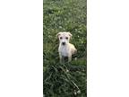 Adopt Maui a White - with Tan, Yellow or Fawn Mixed Breed (Medium) / Mixed dog