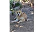 Adopt Fat Boy a Tan/Yellow/Fawn Husky / Shepherd (Unknown Type) / Mixed dog in