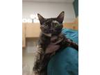 Adopt Maevis a All Black Domestic Shorthair / Mixed Breed (Medium) / Mixed