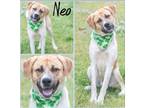 Adopt Neo a Anatolian Shepherd