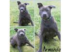 Adopt Armando a American Staffordshire Terrier