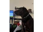 Adopt Tiny a Brown/Chocolate Labrador Retriever / Mixed dog in Charlotte
