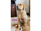 Adopt Olivia a Rottweiler / Great Pyrenees / Mixed dog in Midway, UT (41566296)