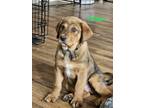 Adopt Colton a Rottweiler / Great Pyrenees / Mixed dog in Midway, UT (41566386)